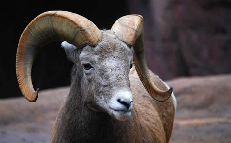 The 10 Best Horns In The Animal World: The Definitive List - Modern Farmer