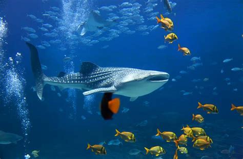 Whale Shark - Description, Habitat, Image, Diet, and Interesting Facts