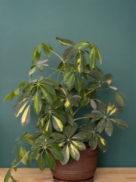 Growing Schefflera: Tips For Schefflera Plant Care