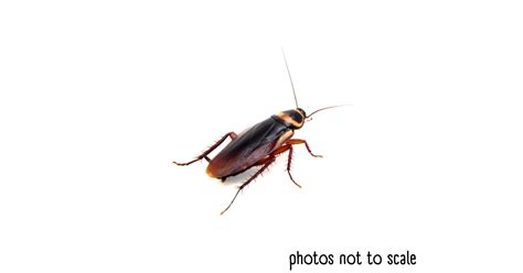 Bathroom Bugs Identification - 15 Bugs You'll See in a Bathroom