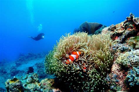 Batangas' famous dive spots reopen to tourists - GoodNewsPilipinas.com