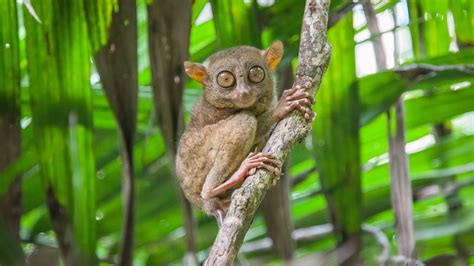 Philippine Tarsier, Carlito syrichta | New England Primate Conservancy