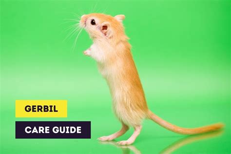 Gerbil Care Guide | How to Treat Gerbils? (With FAQ)