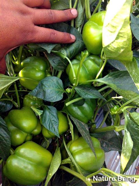 How to grow Bell Peppers | Growing Bell Peppers | Sweet peppers