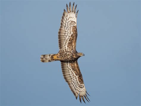 European Honey-buzzard - eBird