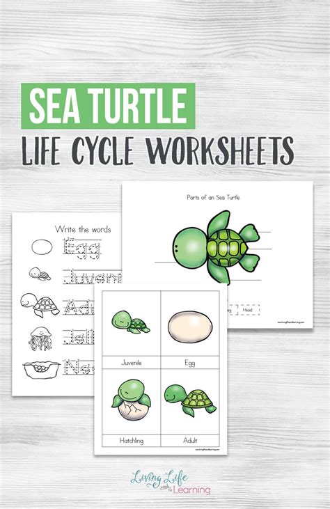 Sea Turtle Life Cycle Worksheets for Kids