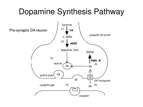 Dopamine Synthesis Pathway