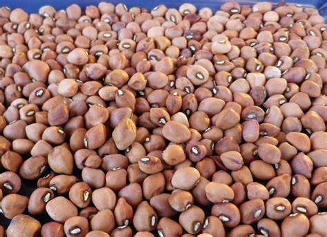 Carolina Crowder Southern Pea (Cowpea)