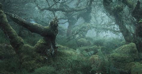 Stunning Images of England's 'Most Haunted' Forest - Nature TTL