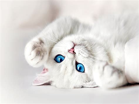 White Kitten with Blue Eyes Wallpaper | Cat with blue eyes, White cats ...