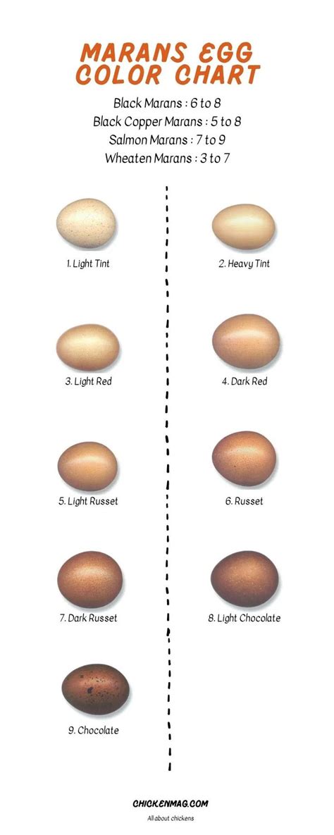 Black Copper Marans Egg Color Chart - ChickenMag in 2022 | Black copper ...