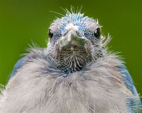 molting blue jay closeup | Beautiful birds, Molt, Blue jay