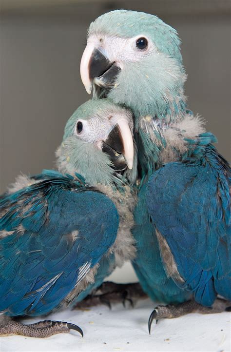 Spix's Macaw babies at ACTP in March 2011. | Cute baby animals, Baby ...