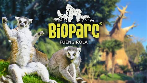 Bioparc Fuengirola En Huisdieren - Vogels