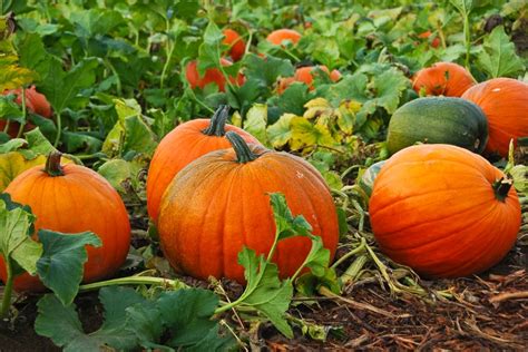 New Ideas For Cooking Harvest-Time Pumpkins - Off The Grid News