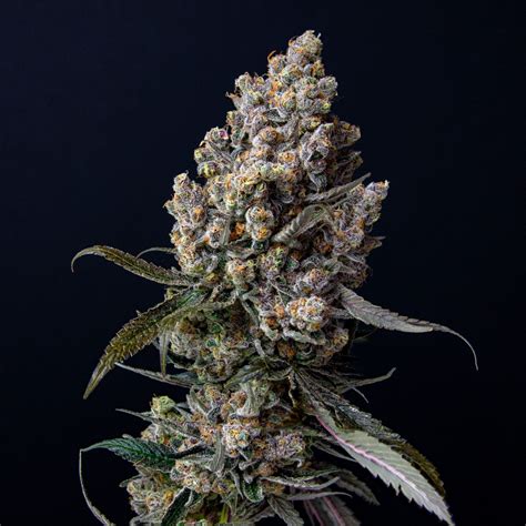 Super Boof – Agri-Genesis – Missouri Cannabis Cultivator and Manufacturer