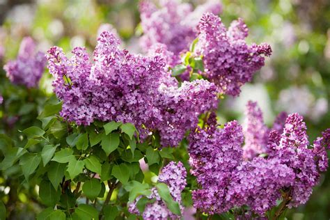 Top Fragrant Lilacs for Color in Your Landscape | Better Homes & Gardens