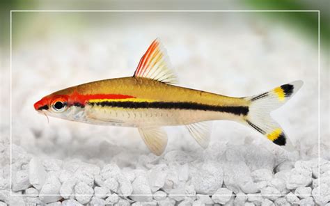 Denison Barb Fish Profile - Species Profile & Facts