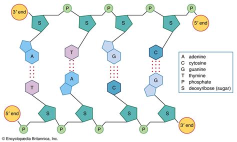 DNA | Definition, Discovery, Function, Bases, Facts, & Structure ...