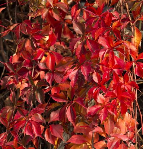 Virginia Creeper Vine in Autumn Glory Stock Image - Image of color ...