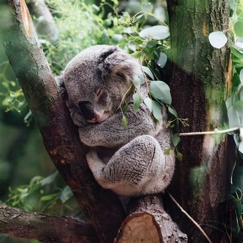 8 Of The Most Adorable Tree-Dwelling Animals On Earth - THE ENVIRONMENTOR