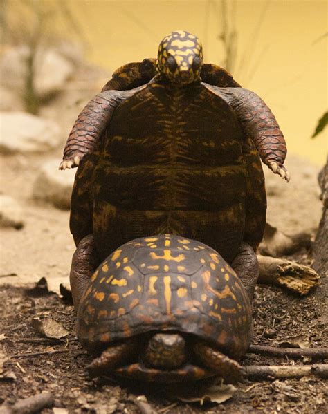 Mating Turtles | Flickr - Photo Sharing!