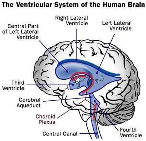 Pictures Of Choroid Plexus