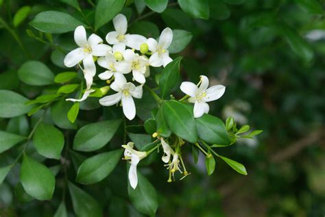 File:Murraya paniculata flowers.JPG - Wikimedia Commons