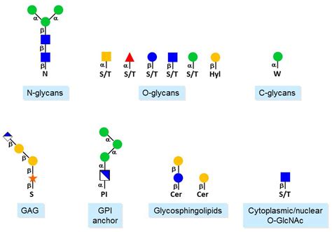 UZH - Glycosylation - Classes of glycosylation