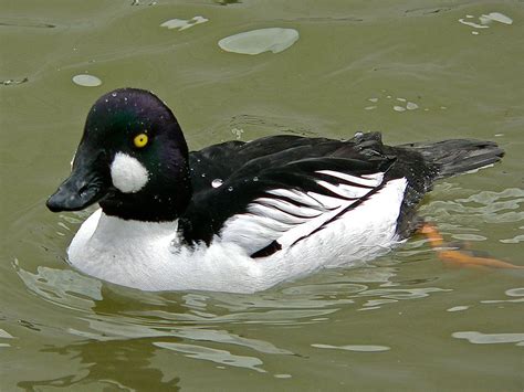 Animal Pictures: Common Goldeneye Duck