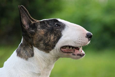 Bullterrier - BrooklynneSura