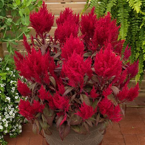 Celosia Dragon's Breath – Harris Seeds