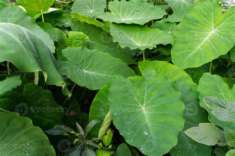 La colocasia esculenta es una planta tropical que se cultiva ...