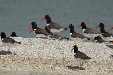 Everglades: Birding, Wildlife, and Photography Expedition | GetYourGuide