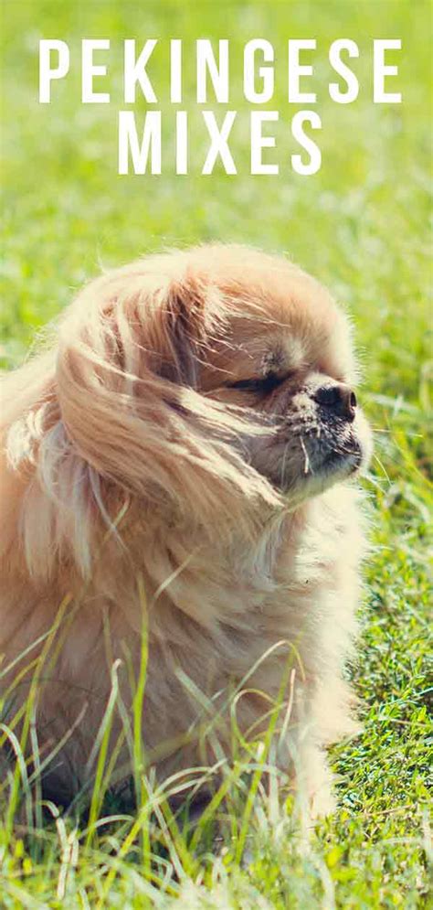 Pekingese Mix Breed Dogs - Which One Is Your Favorite?