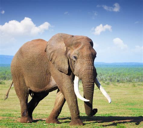 Elephant with large tusks stock photo. Image of grass - 26146562