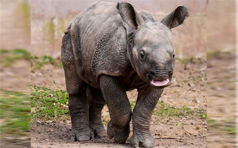 Facts about Rhino Babies: What Do You Call A Baby Rhino? - Rhino Rest