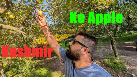 Kashmir Apple Orchard | Way To Pahalgam | Kashmir Trip 2022 | Srinagar ...