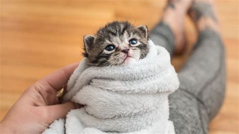 5 Ways to Comfort a Kitten – HousePetsCare.com