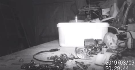 'House-Proud' Mouse Caught Cleaning Shed on Trail Camera - Nature TTL