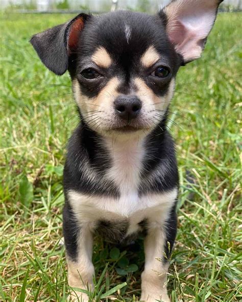 Teacup Chihuahua: 15 Things You Need to Know About