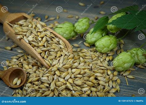 Branch of Fresh Hops on Plant with Barley Seeds Stock Photo - Image of ...