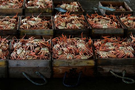 What killed off billions of Alaska’s snow crabs? | Salon.com