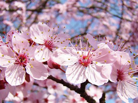 10 Fakta menarik tentang Sakura