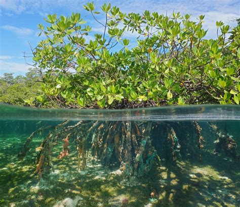 Mangrove forests can rebound thanks to climate change – it's an ...