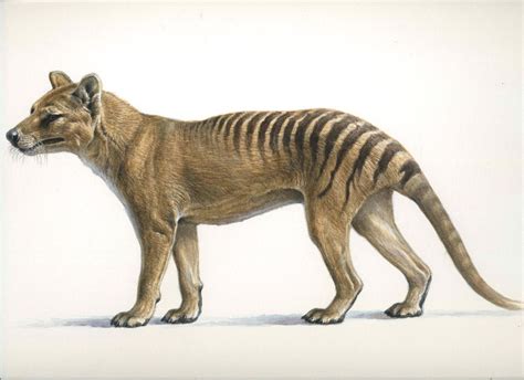 Thylacine or Tasmanian tiger -The adventure of a study