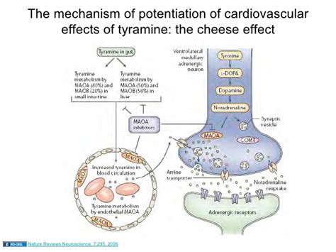 Tyramine and MAO inhibitors: Mechanism | Medicine Specifics