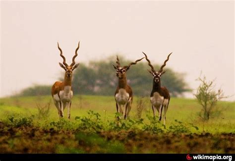 Ranebennur Blackbuck Deer Sanctuary | endangered species habitat ...