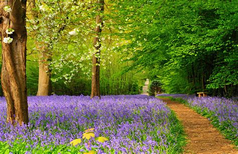 Bluebell Walks in Kent | Where To See Bluebells in Kent - All That Grows