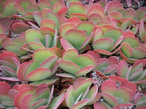 Flapjack Succulent Plant Kalanchoe Luciae 4 by SucculentsGalore